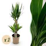 Livraison plante Yucca elephantipes