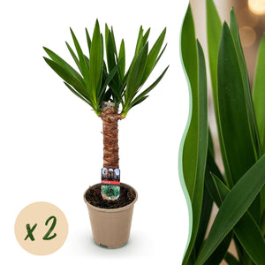 Livraison plante Yucca elephantipes