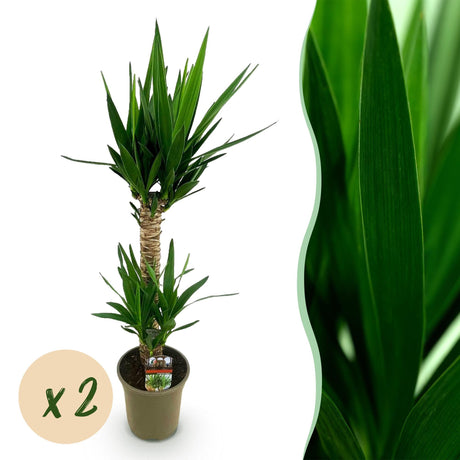 Livraison plante Yucca elephantipes
