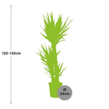 Livraison plante Yucca Elephantipes