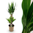 Livraison plante Yucca elephantipes d17cm h75cm