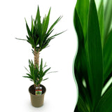 Livraison plante Yucca elephantipes d19 cm H120 cm