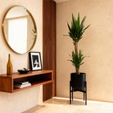 Livraison plante Yucca elephantipes d19 cm H120 cm