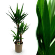 Livraison plante Yucca elephantipes d21cm h100cm