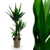 Livraison plante Yucca elephantipes d21cm h100cm