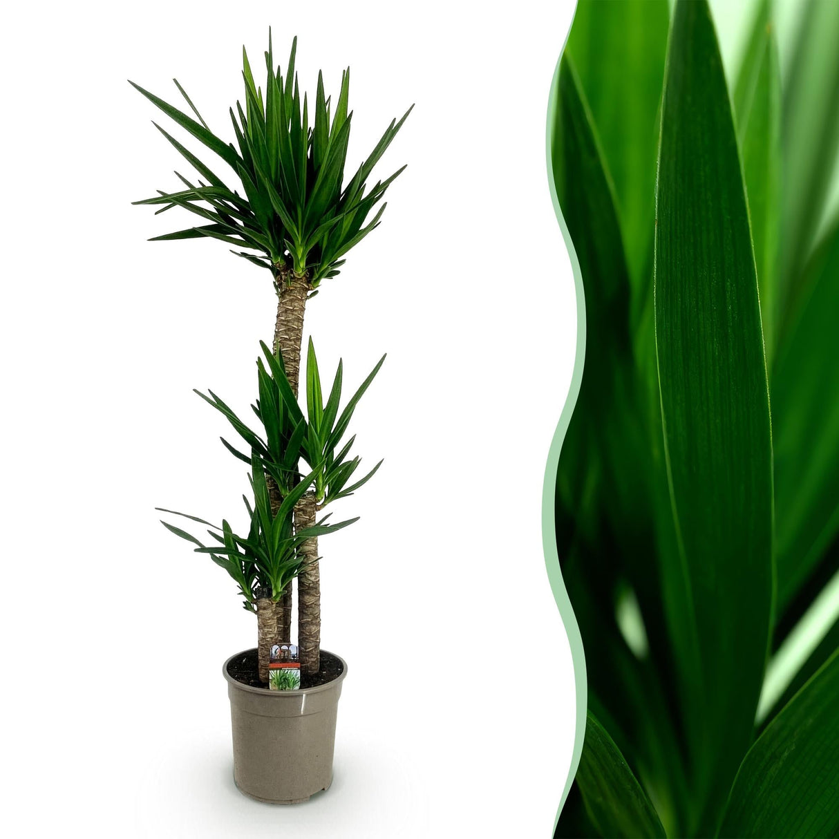 Livraison plante Yucca elephantipes d24cm H140cm
