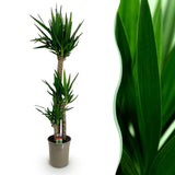 Livraison plante Yucca elephantipes d27cm H170cm
