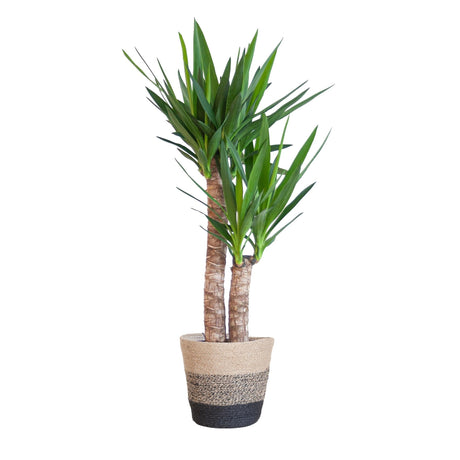 Livraison plante Yucca Elephantipes et son pot