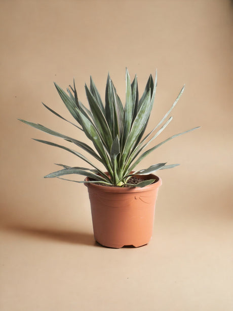 Livraison plante Yucca - Le Glorieux