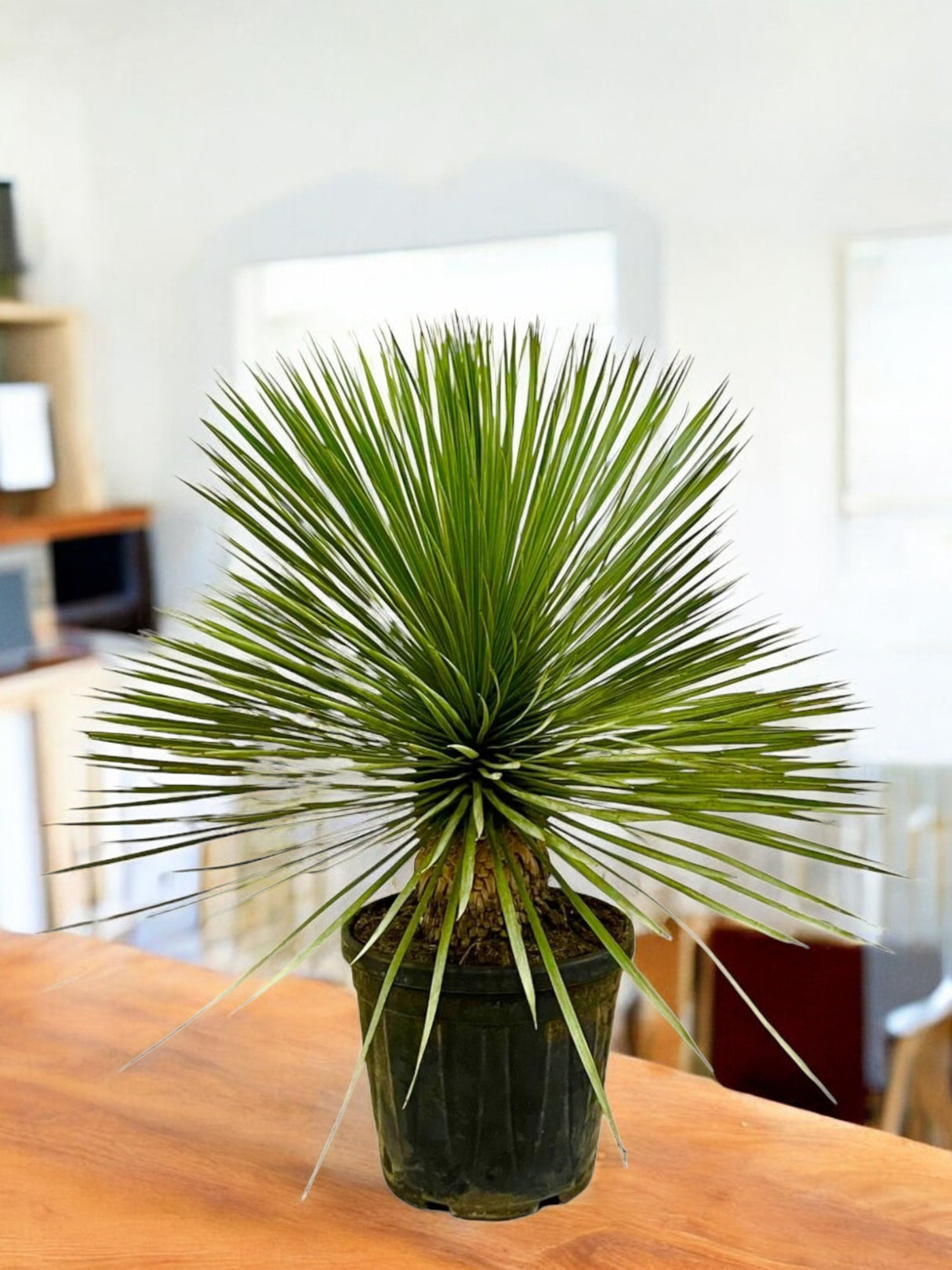 Yucca Rostrata