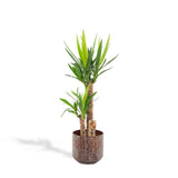 Livraison plante Yucca XL et son cache h100cm