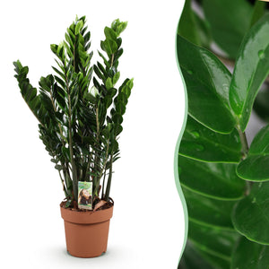Livraison plante Zamioculcas