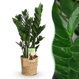 Livraison plante Zamioculcas et panier H70 cm