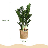 Livraison plante Zamioculcas et panier H70 cm