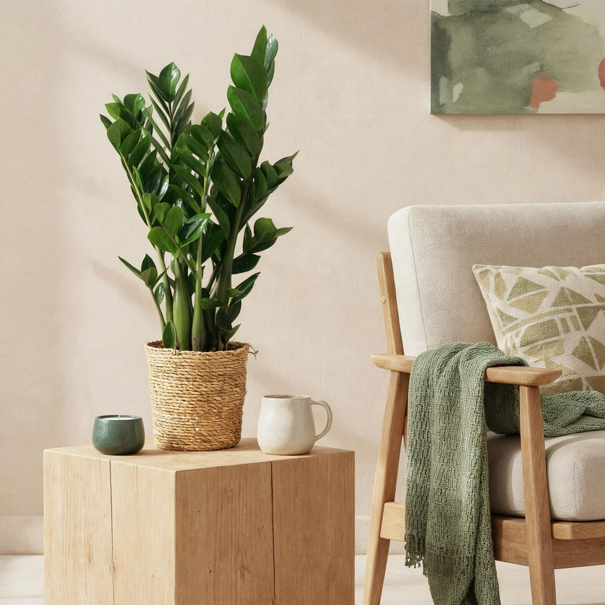 zamioculcas künstlich Zamioculcas mit Korb – Pflegeleichte und dekorative Pflanze