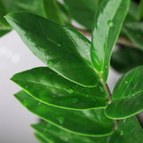 Livraison plante Zamioculcas et panier H70 cm