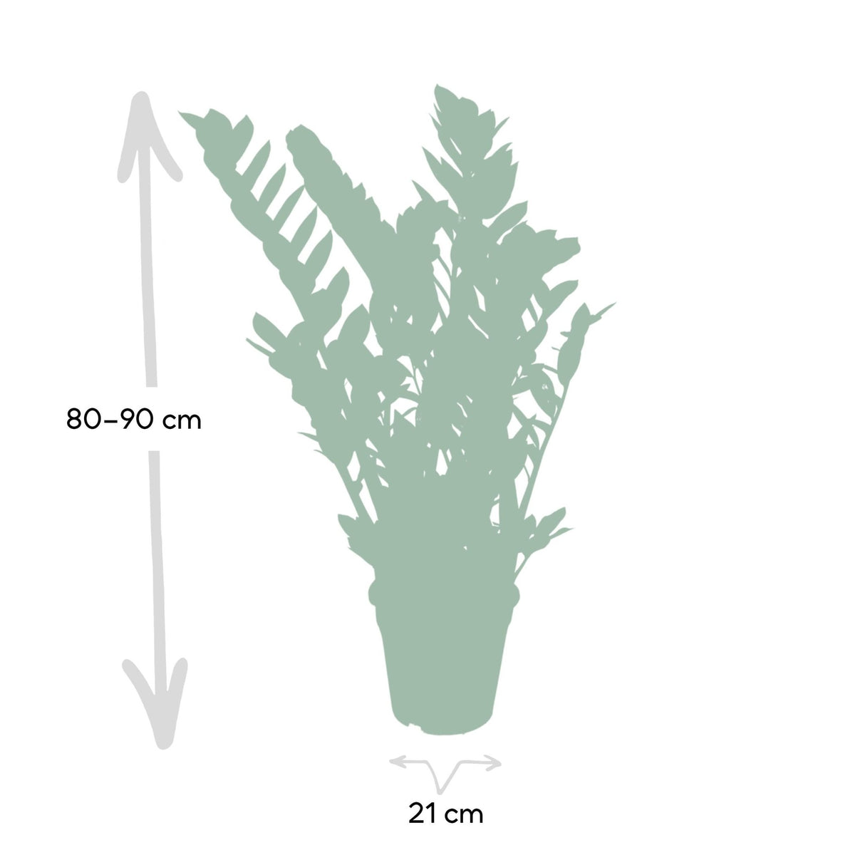 Livraison plante Zamioculcas Zamifiolias