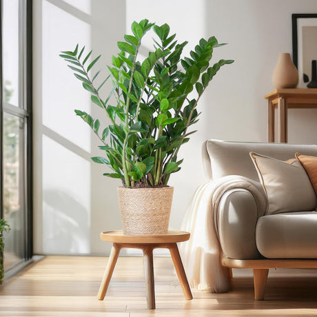 Livraison plante Zamioculcas Zamiifolia et son pot