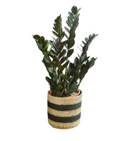 Livraison plante Zamioculcas Zamiifolia Raven L