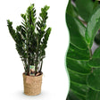 Livraison plante Zamioculcas ZZ et panier H85 cm