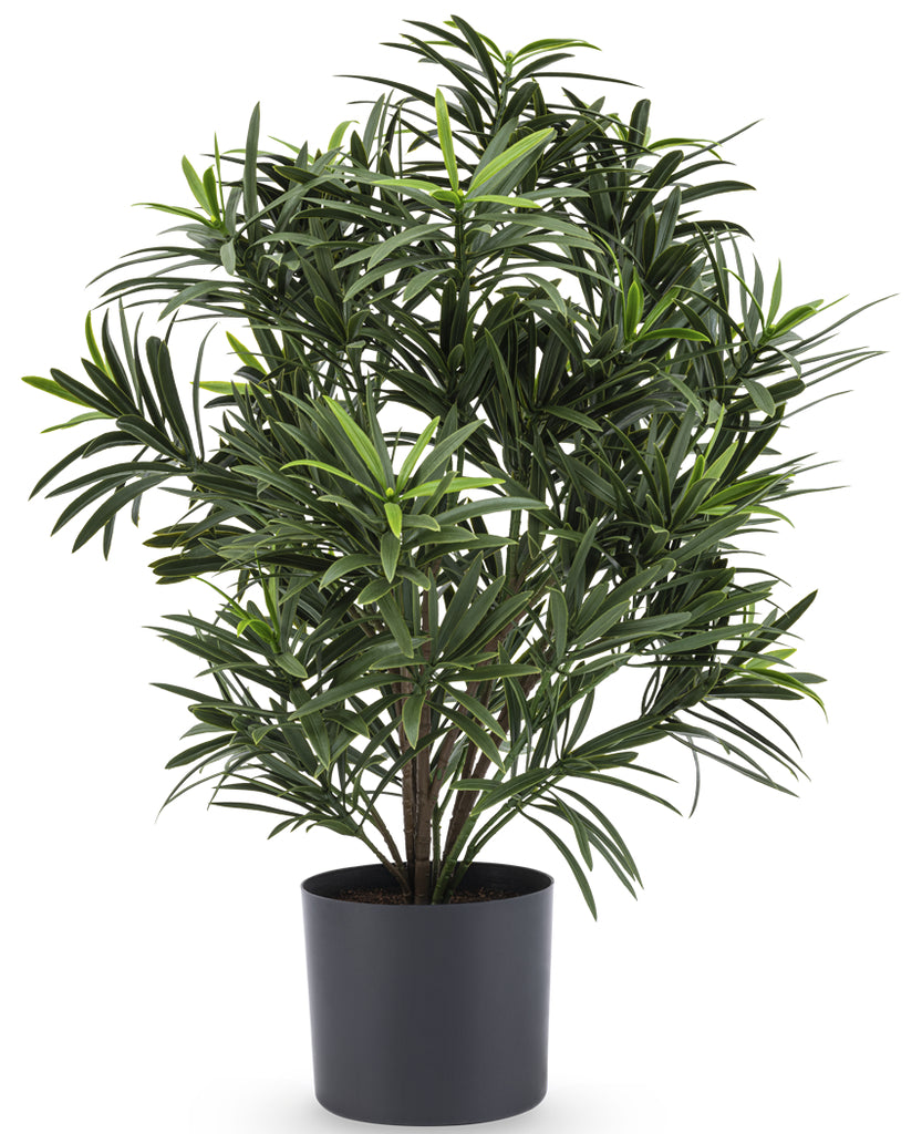 Podocarpus - Kunstmatige groene plant