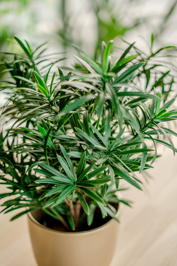 Podocarpus - Kunstmatige groene plant