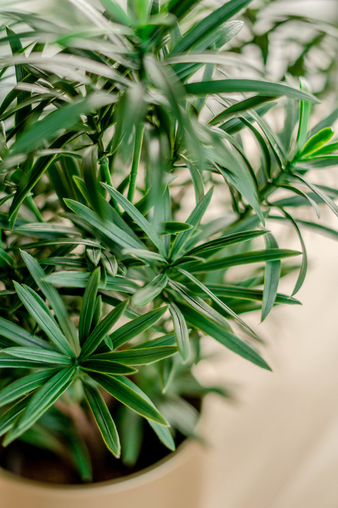 Podocarpus - Kunstmatige groene plant