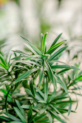 Podocarpus - Kunstmatige groene plant