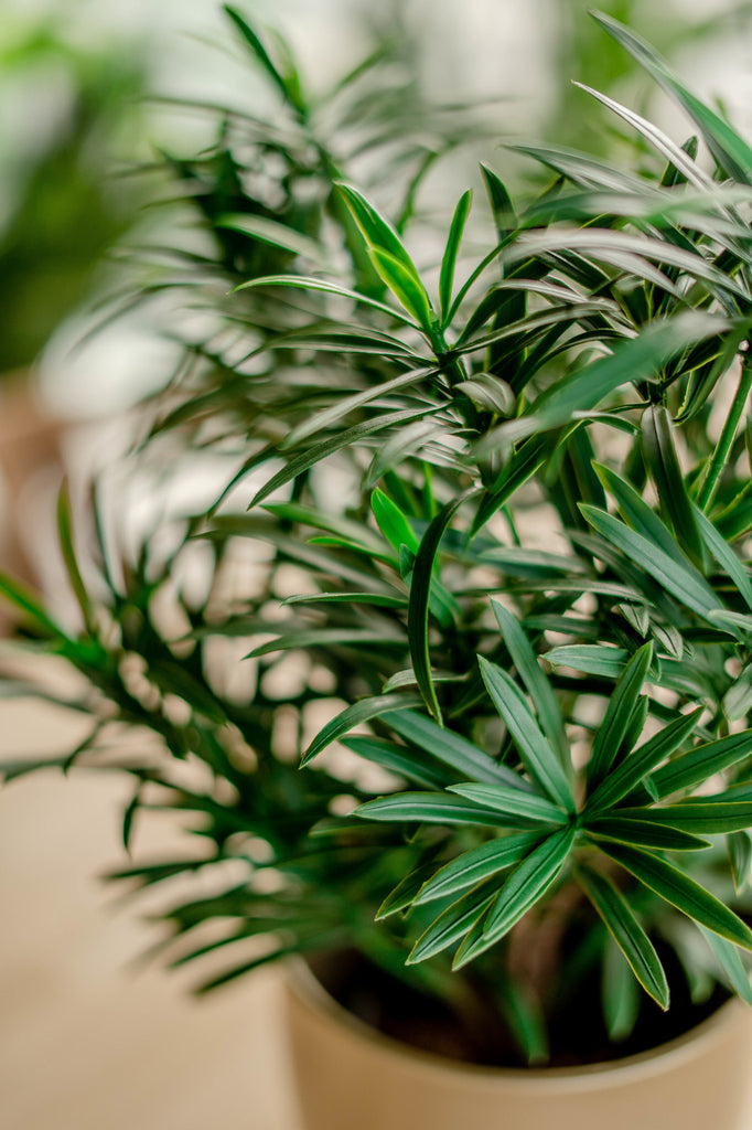 Podocarpus - Kunstmatige groene plant