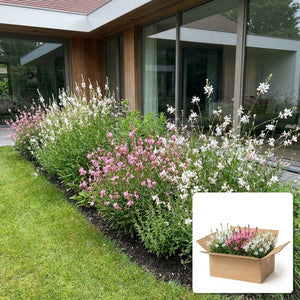 Pack jardin - composition prête à planter