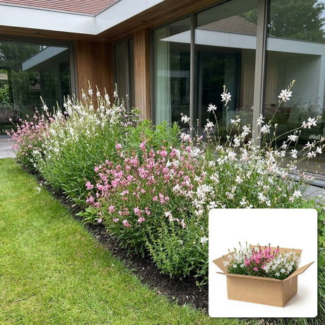 Pack jardin - composition prête à planter