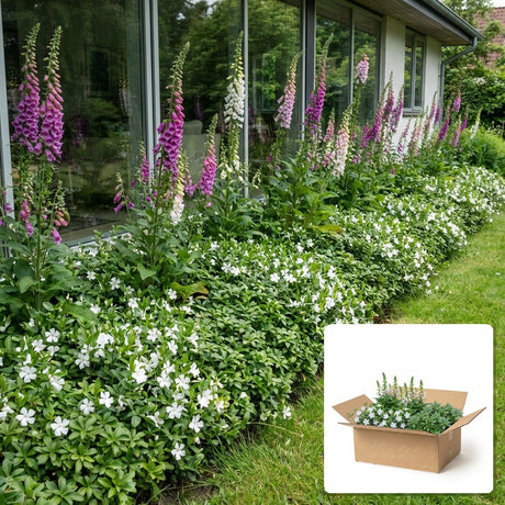 Pack jardin - composition prête à planter