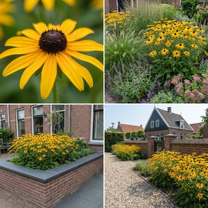 Pack Massif Plein Soleil Jaune & Bleu - 30 plantes — photo 6