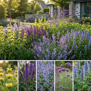 Pack Massif Plein Soleil Violet & Bleu - 30 plantes — photo 3