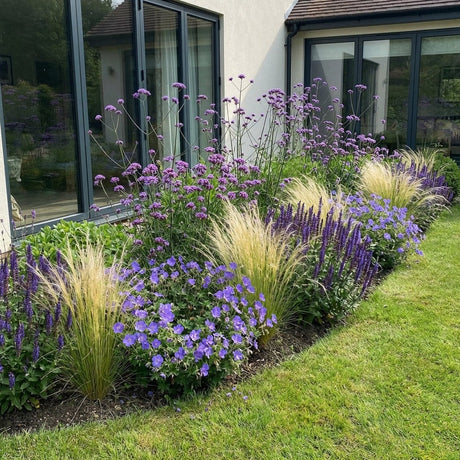 Pack Massif Plein Soleil Violet & Bleu (Stipe Cheveux D'Ange) - 30 plantes — photo 2
