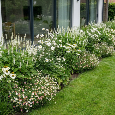 Pack Massif Soleil & Mi-Ombre Blanc - 30 plantes — photo 2