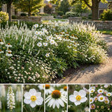 Pack Massif Soleil & Mi-Ombre Blanc - 30 plantes — photo 3