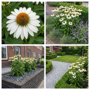 Pack Massif Soleil & Mi-Ombre Blanc - 30 plantes — photo 6