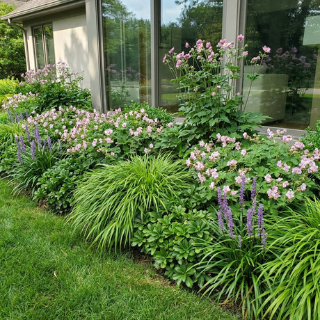 Pack Massif Soleil & Mi-Ombre Rose & Blanc (Pachysandre Du Japon) - 30 plantes — photo 2