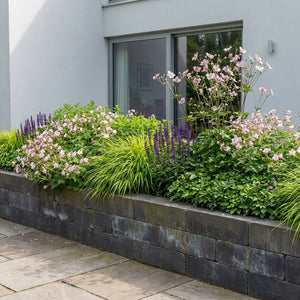 Pack Massif Soleil & Mi-Ombre Rose & Blanc (Pachysandre Du Japon) - 30 plantes — photo 5