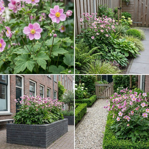 Pack Massif Soleil & Mi-Ombre Rose & Blanc (Pachysandre Du Japon) - 30 plantes — photo 8