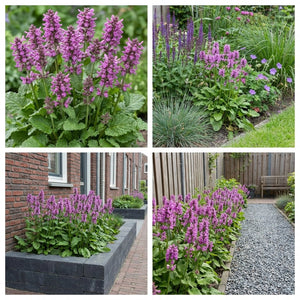 Pack Massif Soleil & Mi-Ombre Rose & Violet - 30 plantes — photo 10