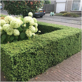 [NL: 1x 6 pack Ilex crenata 'Jenny' - 6 x Ø7 cm - ↕15 cm]