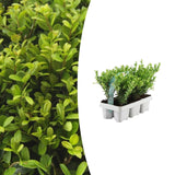 [NL: 1x 6 pack Ilex crenata 'Jenny' - 6 x Ø7 cm - ↕15 cm]