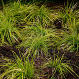 Carex Everillo - 2 plants - H 50 cm, pot Ø17 cm