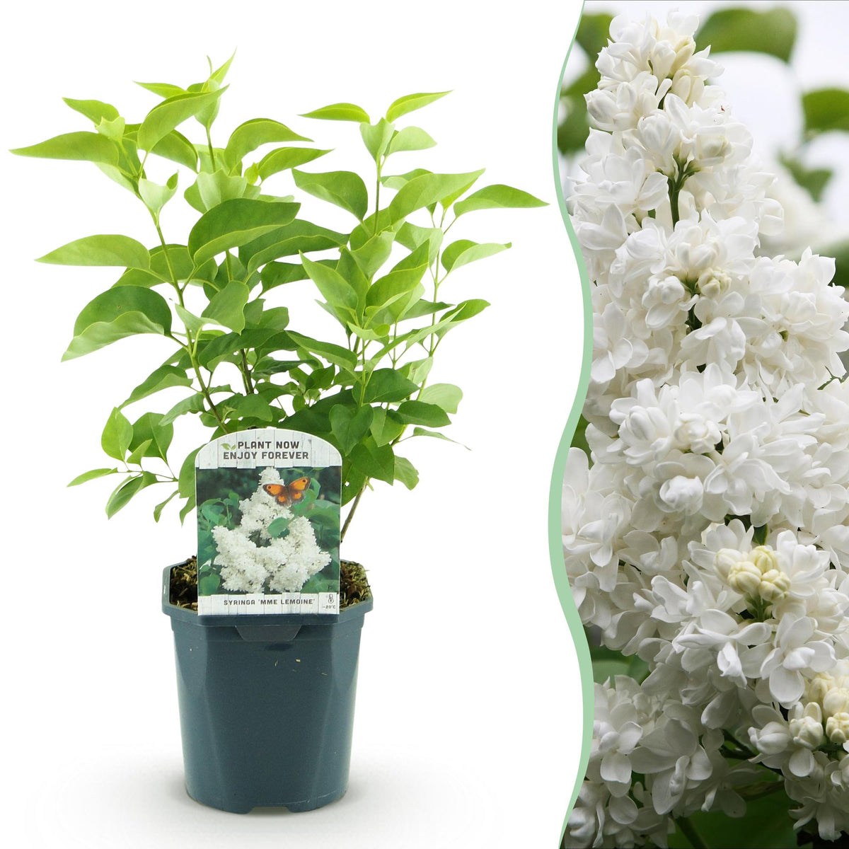 Lilas Madame Lemoine - H 45 cm, pot Ø17 cm