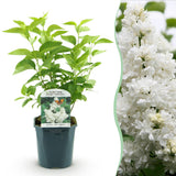 Lilas Madame Lemoine - H 45 cm, pot Ø17 cm