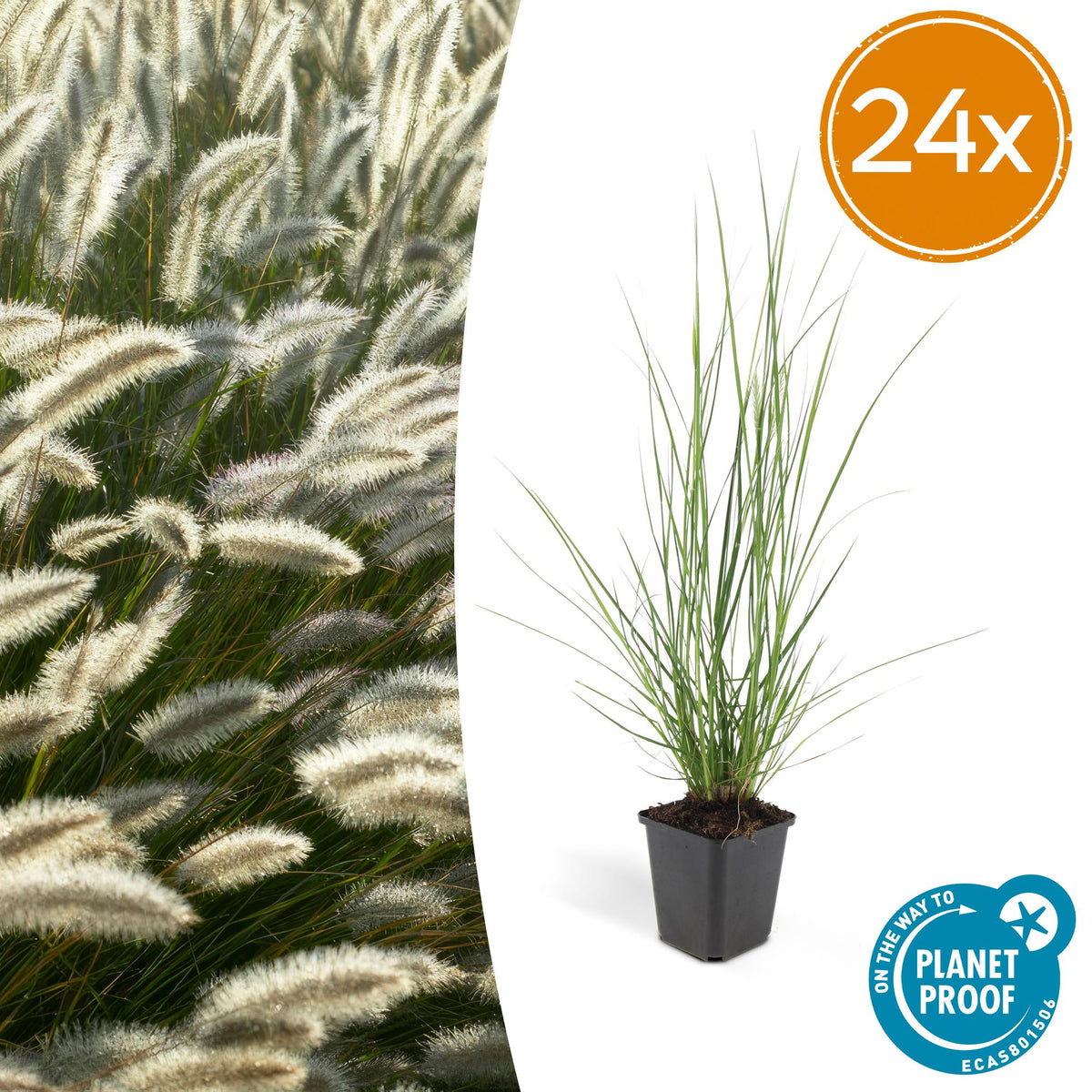 Pennisetum Hameln en godet - Herbe aux écouvillons - H 10-25 cm, pot Ø9 cm - photo 8