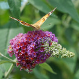 Groen boutiQ - Vlinderstruik - Buddleja davidii Flower Power - Bloem Oranje Paars - 1 Plant - Bladverliezend - Vlinderlokkend -  Pot 17cm Hoogte 30cm