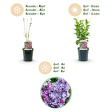 La Green Touch - Tuinplant - Syringa vulgaris Michel Buchner - Gewone Sering - Winterhard - Roze - 1 Plant - Pot 17cm - Hoogte 45cm